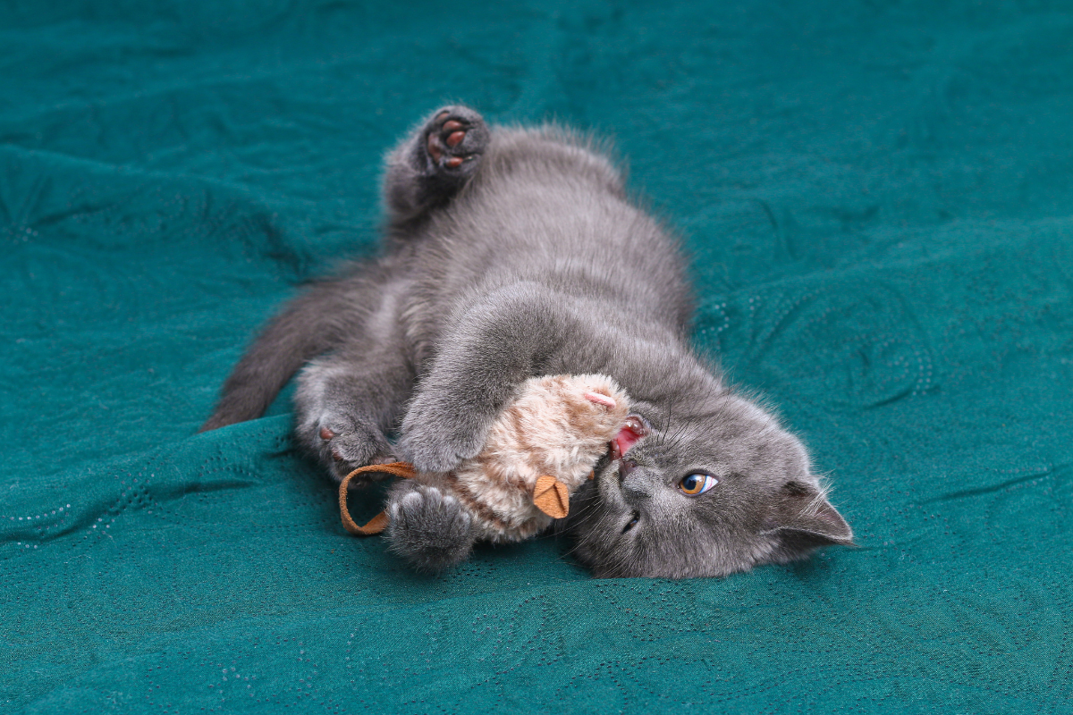 Jakie zabawki wybrać dla kota, który nudzi się w domu? Poradnik dla właścicieli
