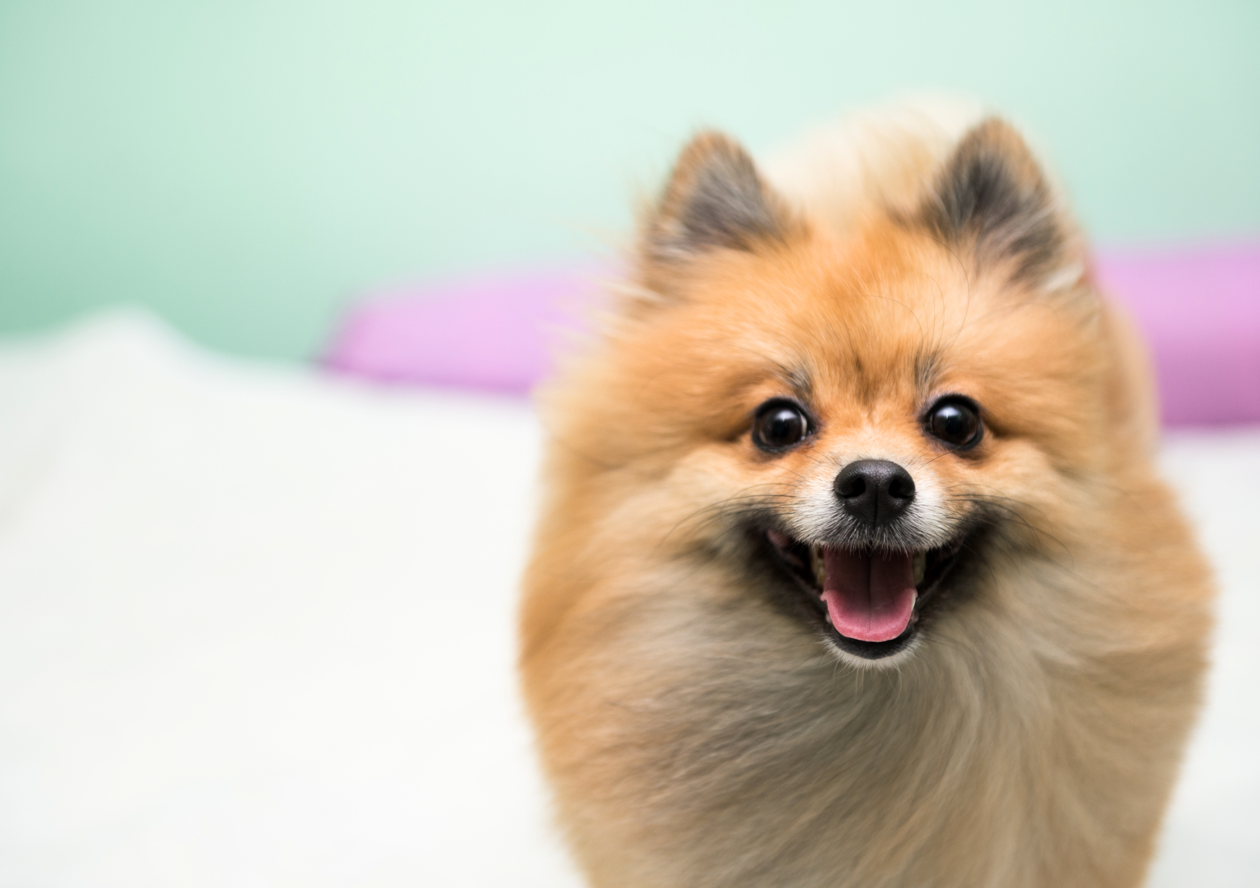 Życie z psem rasy małej lub miniaturowej - jak zadbać o najmniejszych pupili?