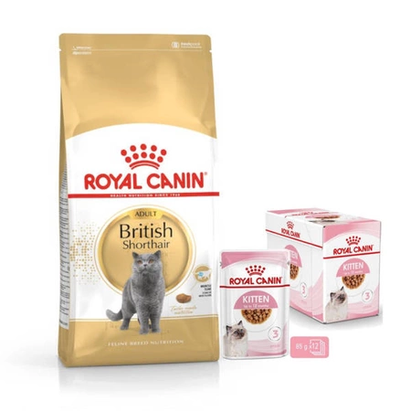 Royal Canin British Shorthair Kitten 2 kg + Royal Canin Kitten Instinctive w Sosie 12 x 85 g ZESTAW