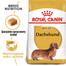 Dachshund adult 0.5 kg