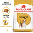 Beagle adult 3 kg