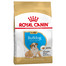 Bulldog Puppy 12 kg