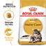 ROYAL CANIN® Maine Coon Adult to sucha karma dla dorosłych kotów rasy maine coon, opracowana z myślą o zdrowiu kości, stawów, skóry oraz serca. Zawiera taurynę i kwasy omega 3. Specjalnie opracowany krokiet.