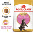 ROYAL CANIN Kitten Maine Coon 10kg granule pro mainská mývalí koťata