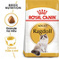 ROYAL CANIN Ragdoll Adult 10kg granule pro Ragdoll kočky