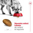 ROYAL CANIN Maxi Adult 4kg karma sucha dla psów dorosłych, do 5 roku życia, ras dużych